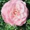 Artemis Aroma