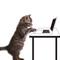 サムねこ｜動画制作フリーランス