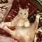 猫飼い22卒
