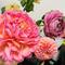 mami_h_