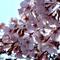 Sakura ♩