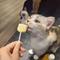 ねこあられ