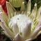 Lily Pom
