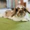 Rabbit Vet
