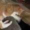 猫パンチ888