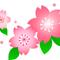 sakura33