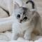 catterybluedrops