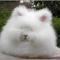 shiroa