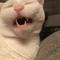 tohucat