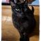 petgrand