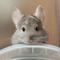 chilladegu