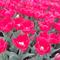 tulip2525