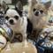 chihuahua6
