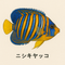 ニシキヤッコ