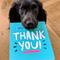 design_dog