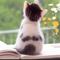 こねこぱん