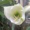 megreenheart66