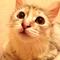 はやまねこ
