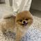 pomeraniaaan0120