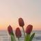 blossom33