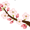 mayumitamimaru