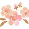ayame_