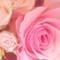 roseo11