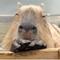 capybara2021