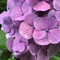 DP_kameyama