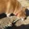 kossy_tak