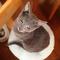 ななとねこ