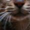 sabatoracat2222