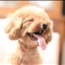 トイプー犬