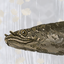 応魚ougyo