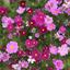 Flowers_lovely