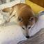 kotaro_shibainu