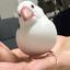文鳥先生