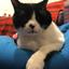 johnnycat39