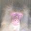 Sho_Ge