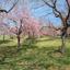 河豚田タラヲ