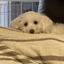 Crouppie