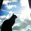 シャムcat