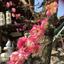 himawari。。