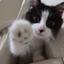 ねこ本舗