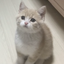 nyankeennpyn