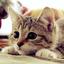 ねこトラ