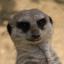 willplus