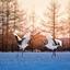 Crane_partner