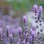 lavendur