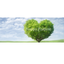 Chamarine